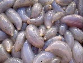 秦皇岛海边吃瓜,秦皇岛海边夏日吃瓜盛宴