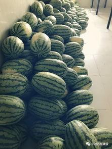 夏天太热工人吃瓜