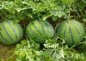 吃瓜吃腻,我们为何感到腻味？