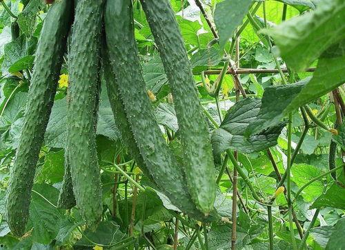 吃小瓜的功郊,揭秘“吃小瓜”的独特功效与郊外养生之道