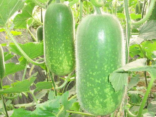 武汉疫情吃瓜图