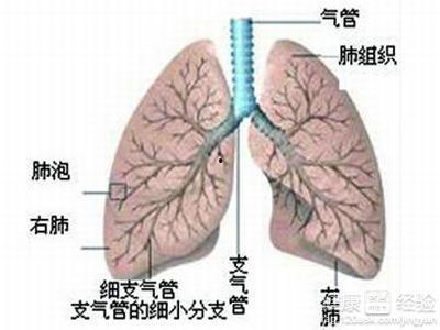 支气管肺炎吃皇瓜好吗,支气管肺炎患者适宜食用皇瓜吗？