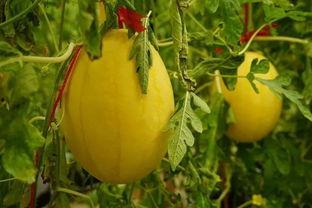 淄川吃瓜群,揭秘网络社交圈的趣味与争议