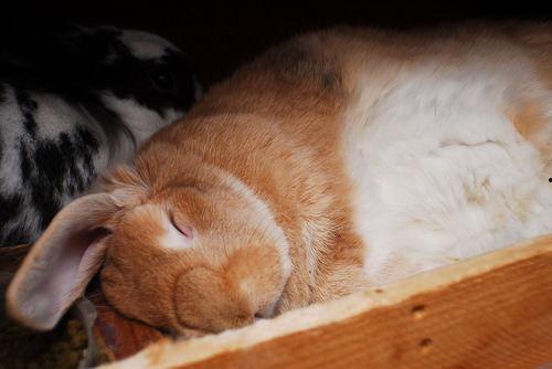 兔子吃瓜吃进肚子