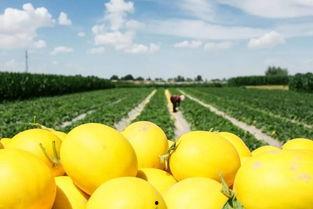 金灿灿吃蜜瓜视频,尽享夏日清凉时光