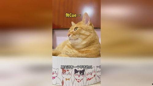 猫头吃瓜,揭秘猫咪的趣味食趣