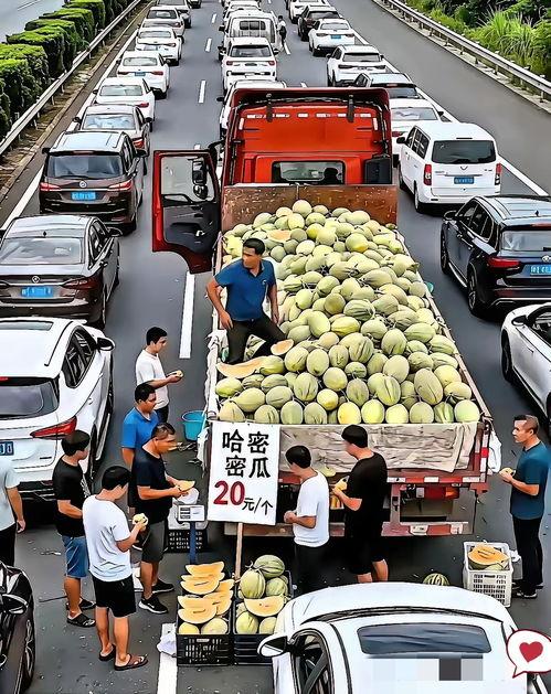 堵车时吃瓜,瓜田里的欢乐时光