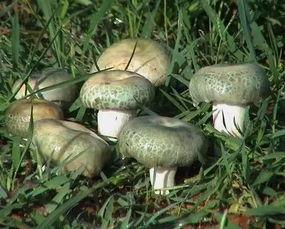 关注吃瓜有料菌