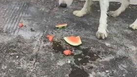 狗吃瓜好么,健康益处与注意事项