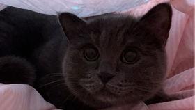 小猫吃瓜的情侣