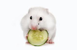 吃仓鼠的小瓜,揭秘仓鼠美食背后的故事