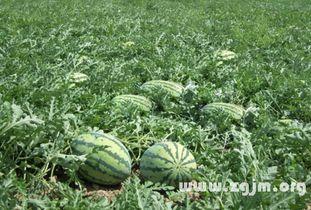 梦见在已故朋友瓜地吃瓜,回忆与已故朋友的瓜地瓜香